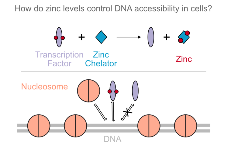 Mechanisms of zinc-dependent maintenance of heterochromatin domains