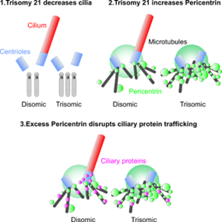 Pericentrin self-assembly regulates intracellular trafficking for cilia formation and signaling