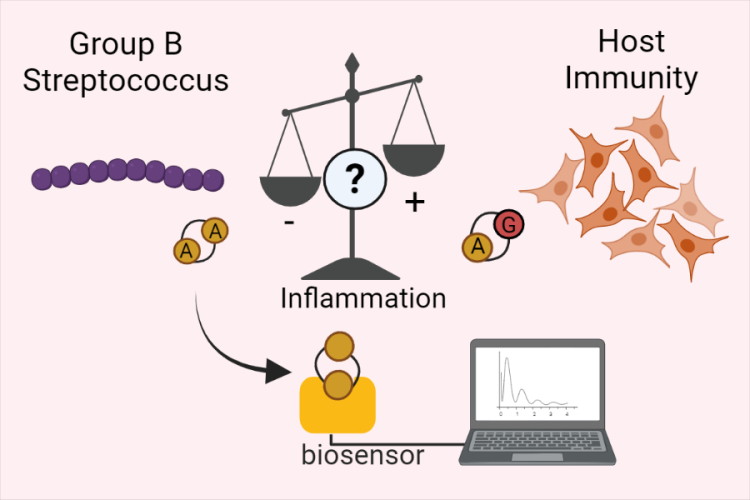 Nucleotide second messengers illustration