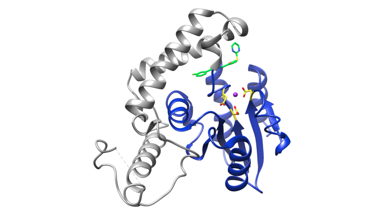 Optimizing a first-in-class Allosteric Eya2 Tyrosine phosphatase inhibitor illustration