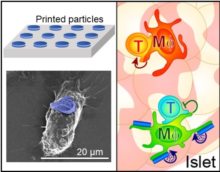 Immune reprogramming of myeloid cells illustration