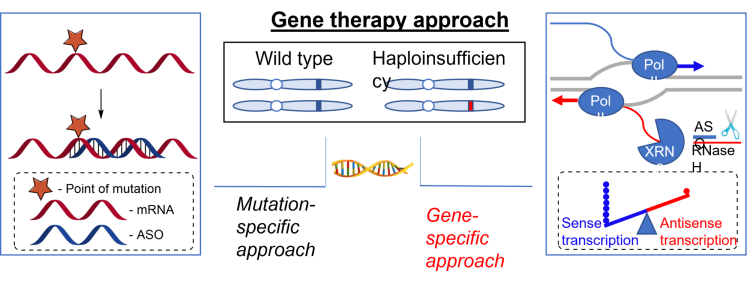 Gene-specific antisense oligonucleotide therapies illustration