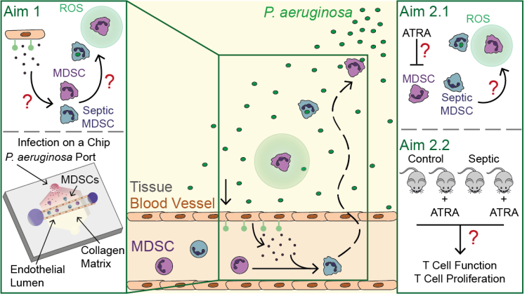 Combining innovative engineered in vitro and in vivo models to determine the role of myeloid derived suppressor cells in sepsis