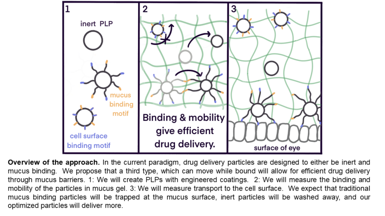 Engineered nanophages for enhanced mucosal delivery