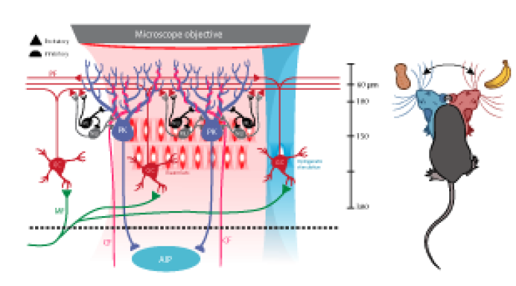Novel neurophotonics methods to access deep brain structures for decision making