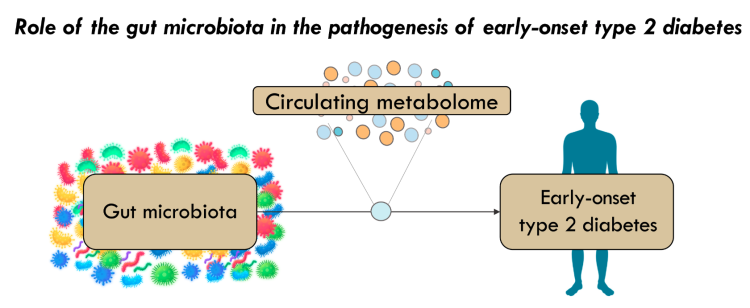Role of the gut microbiota in the pathogenesis of early-onset type 2 diabetes illustration