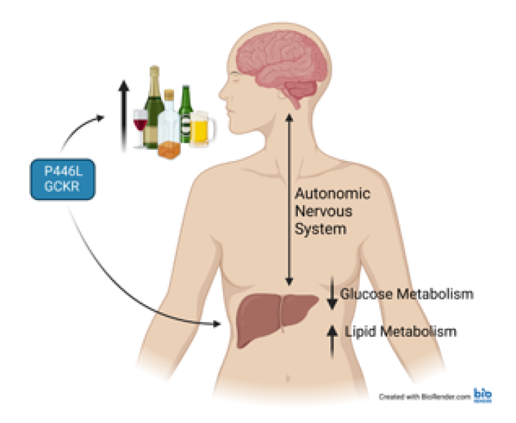 The effect of human GCKR P446L genetic variant on alcohol behaviors and metabolism