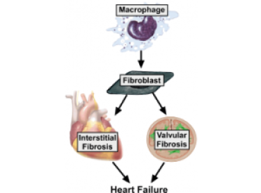 Biomaterial illustration