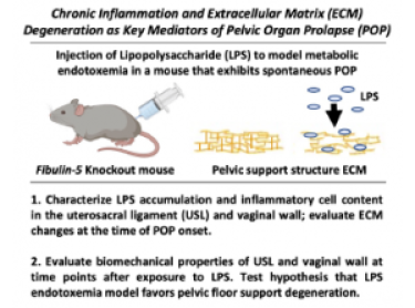 Chronic inflammation illustration