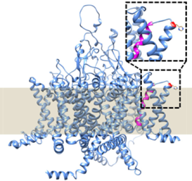Peptide modulators of CaV3.2 for treating pain disorders