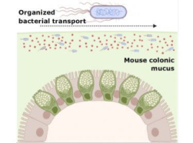 Swimming through mucus illustration