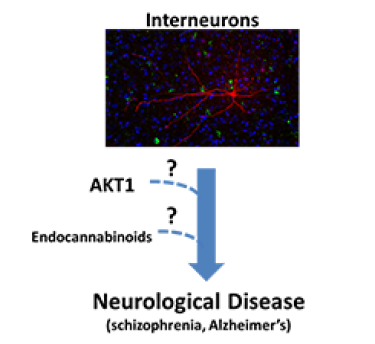 Understanding AKT1 function regulating interneuronal activity involved in E/I balance