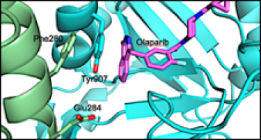 Drug discovery targeting the PARP1–HPF1 complex illustration