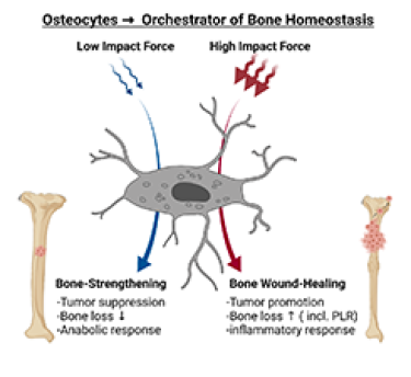 Mechanical forces in breast cancer bone metastasis