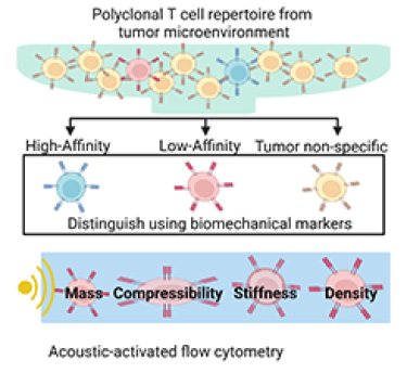 Exploiting biomechanical properties of peripheral CD8+ T cells illustration