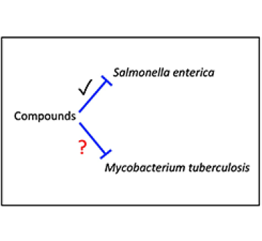 Efflux pump inhibitors and mycobacterium tuberculosis illustration