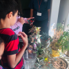 Students using sensors to determine if a plant needs water. 
