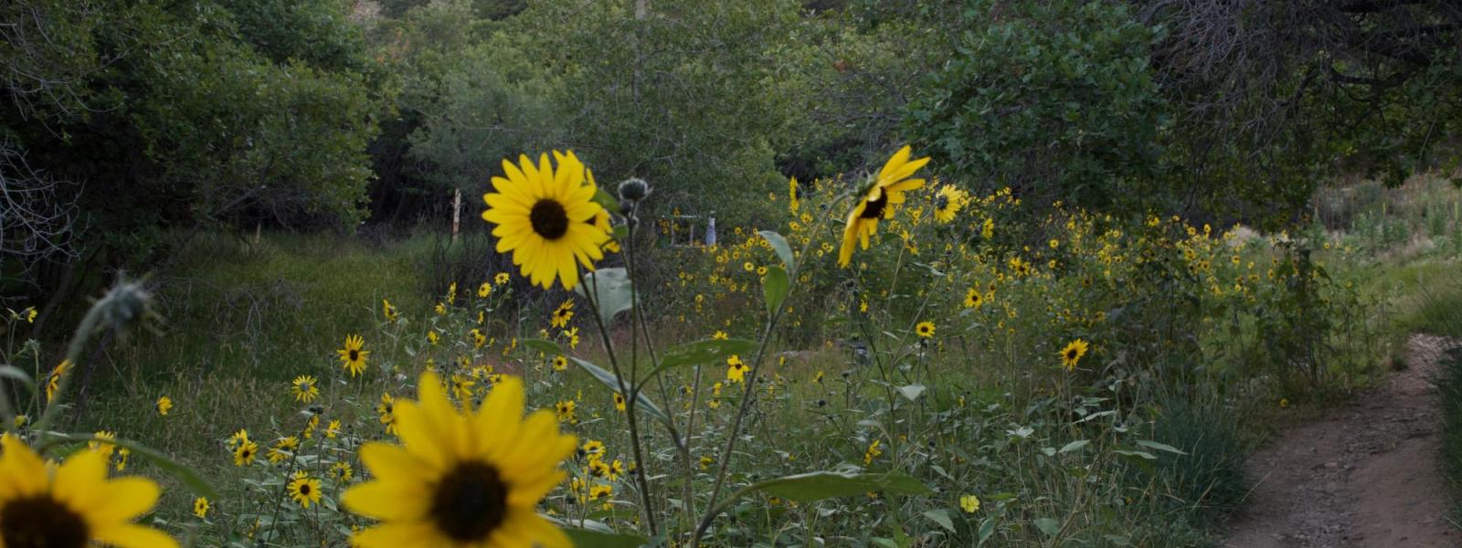 flowers