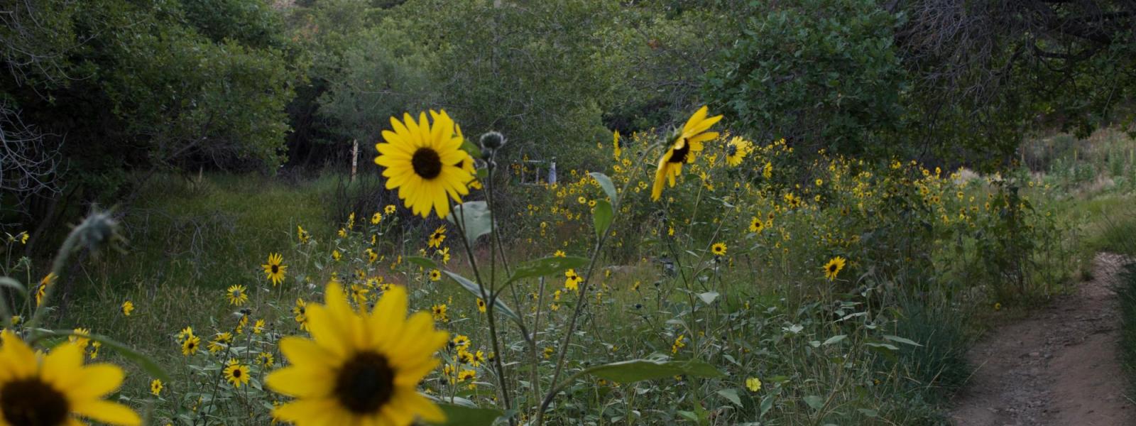 sunflowers and a path