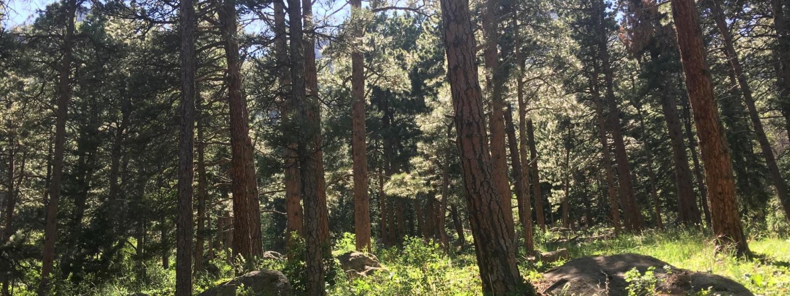 trees