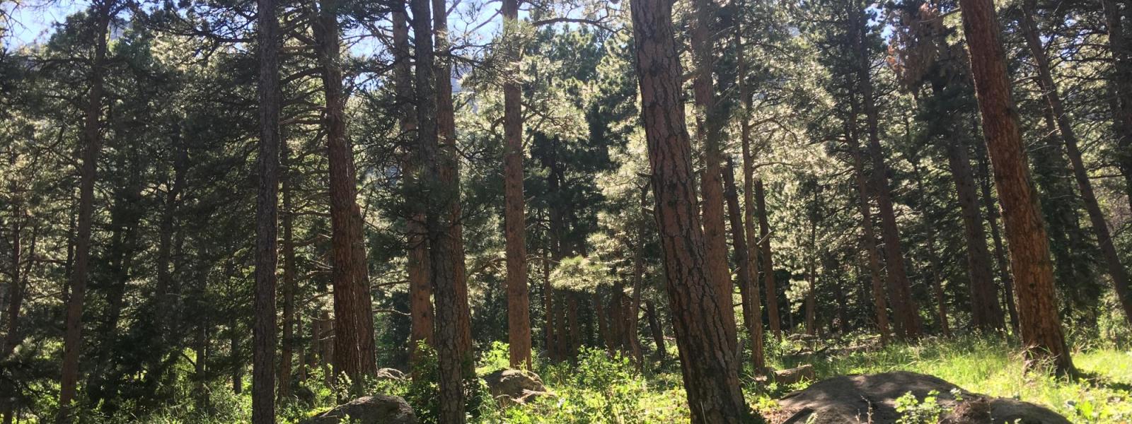 trees