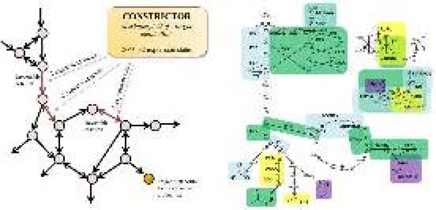 Constrictor molecule