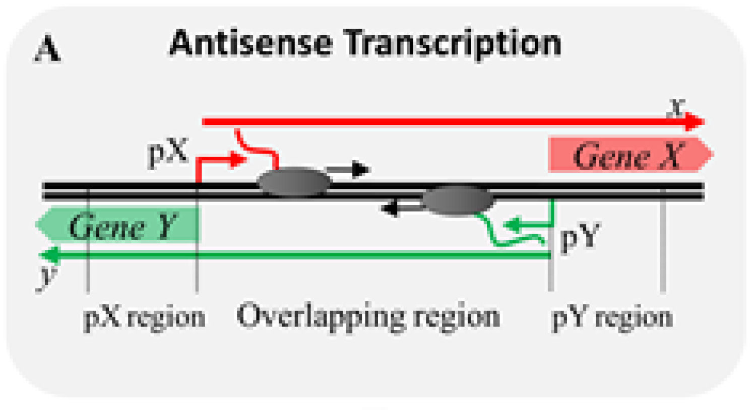 Antisense Transcription