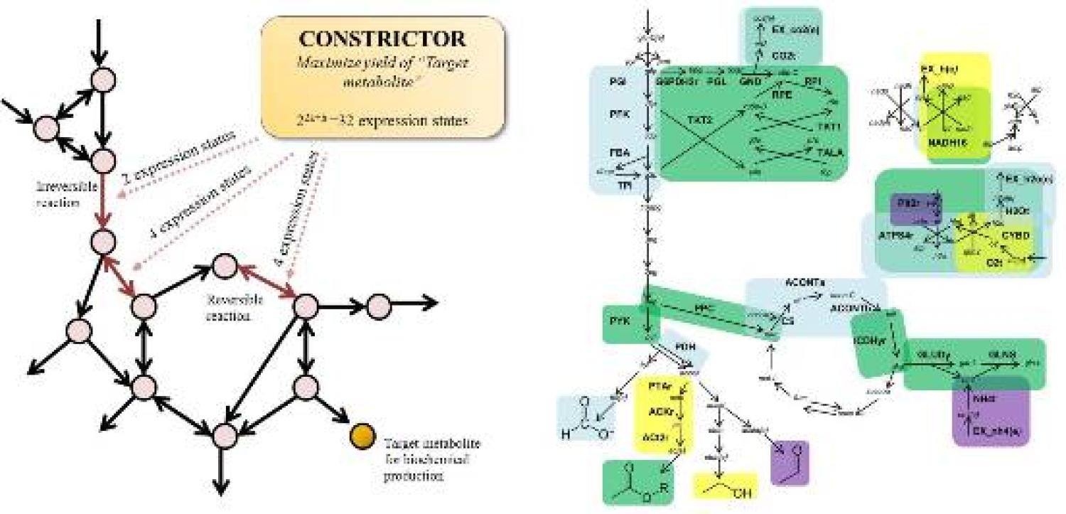 Some constrictor molecules