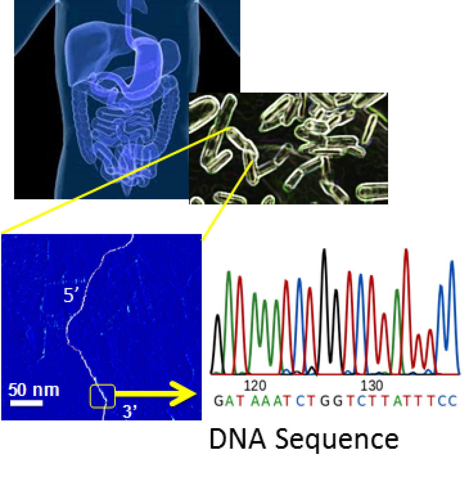 sequencing and diagnostics to detect superbugs early