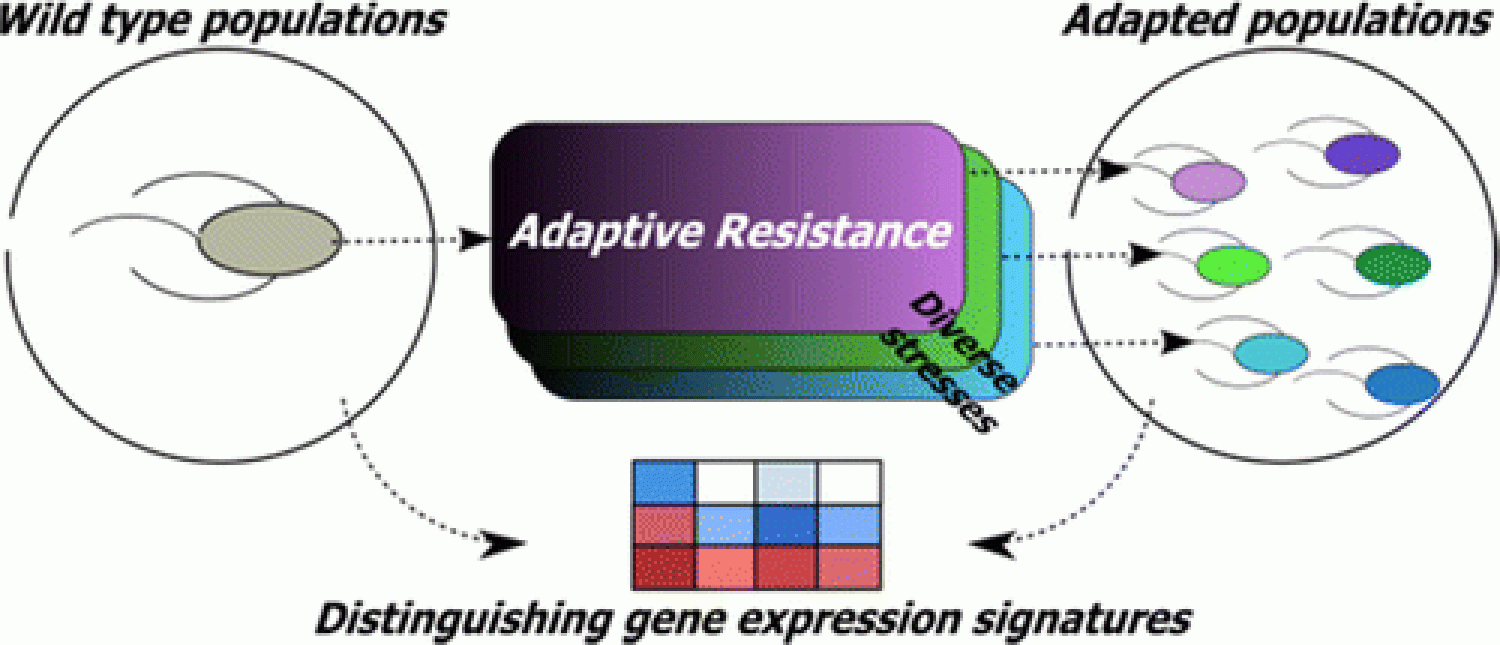 A system of antimicrobial resistance