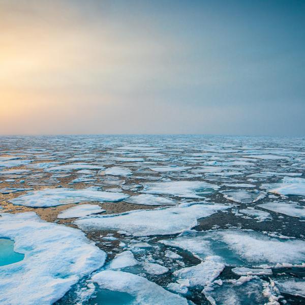 Arctic sea ice