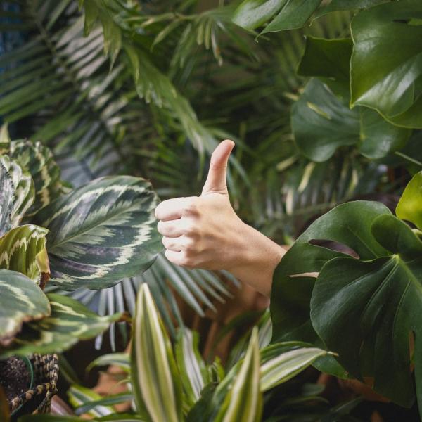 Thumbs up