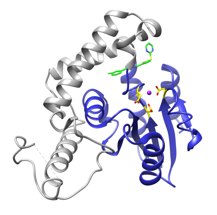 The lead compound disrupts mitotic spindle formation in GBM stem cells.