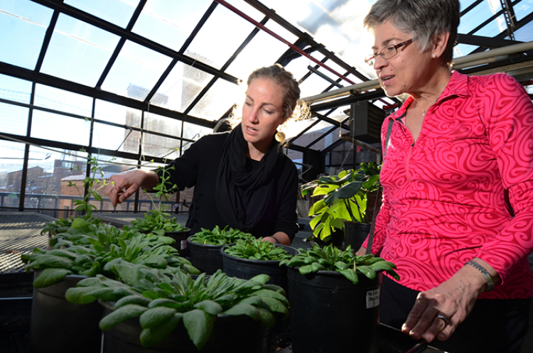 Growing veggies in a spaceflight environment