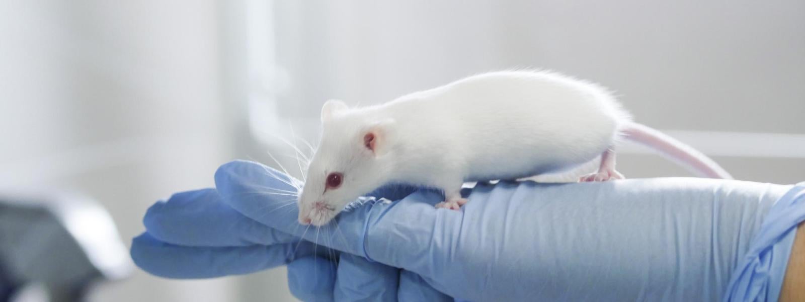 Research Mouse