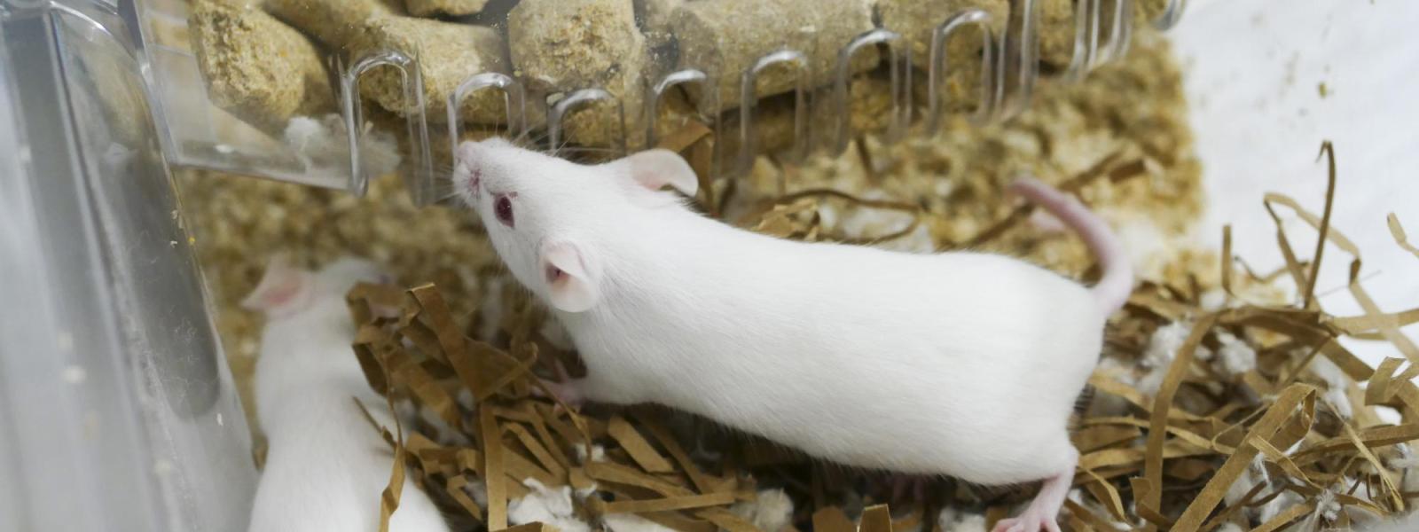 Mouse Cage