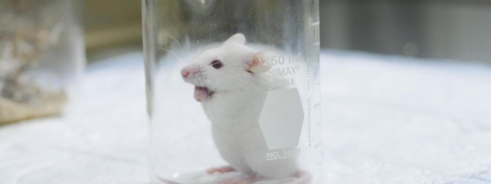 Research Mouse