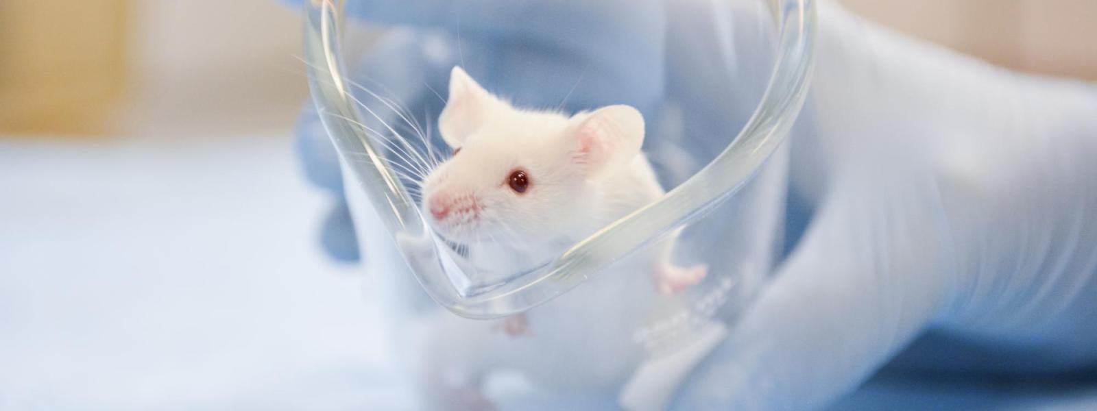 Research Mouse