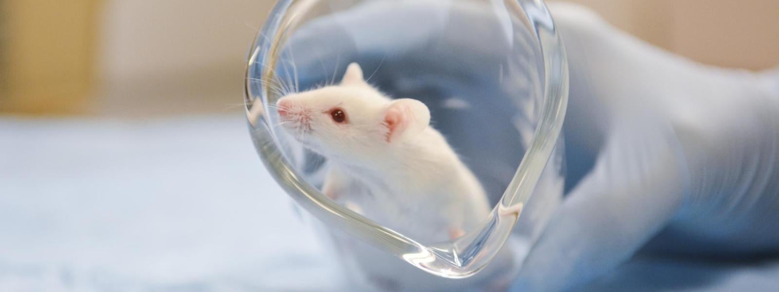 Research Mouse