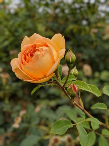 Open rose with buds and leaves.