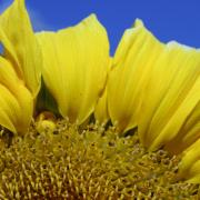 The sunflower's rapid evolutionary transformation