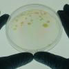 Is an immunization for stress on the horizon?