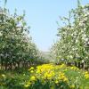 Apple orchard