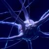 Neuron