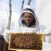 Talking with the fireflies: Orit Peleg receives NSF CAREER Award