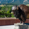 Ralphie statue on top of CASE Building at CU Boulder