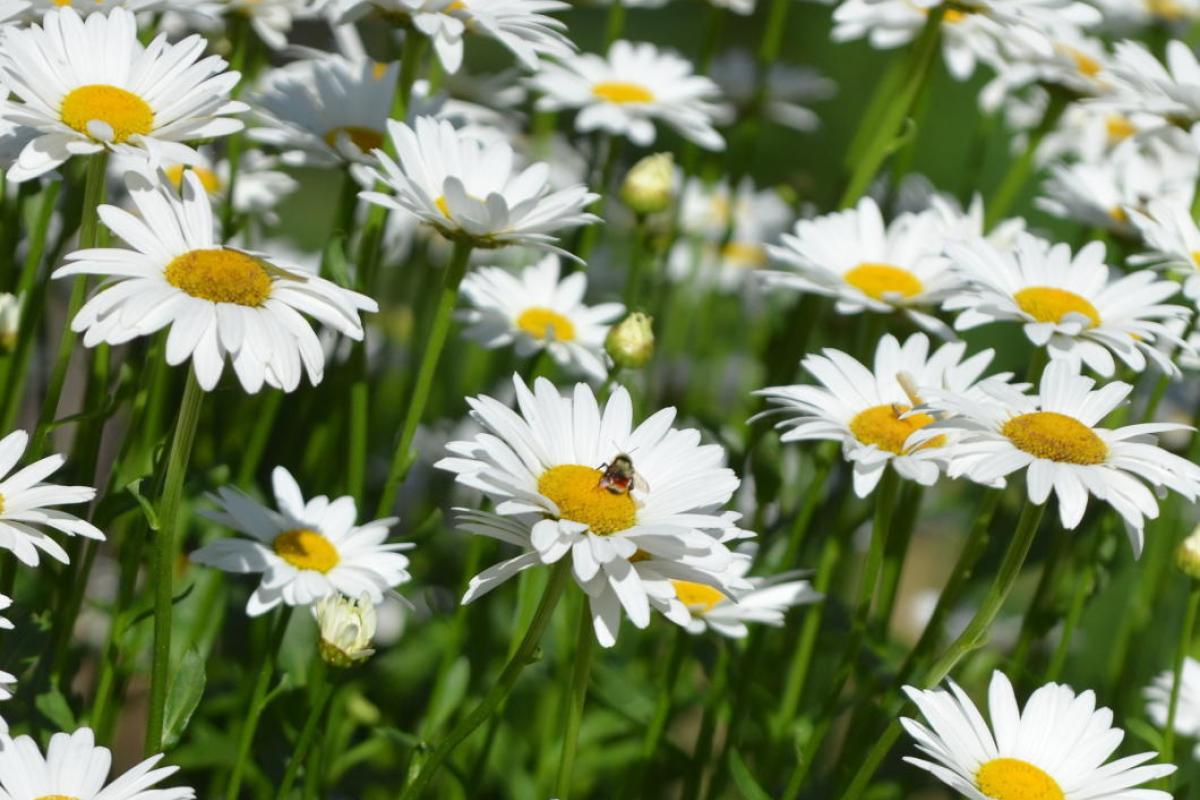 Daisy flowers