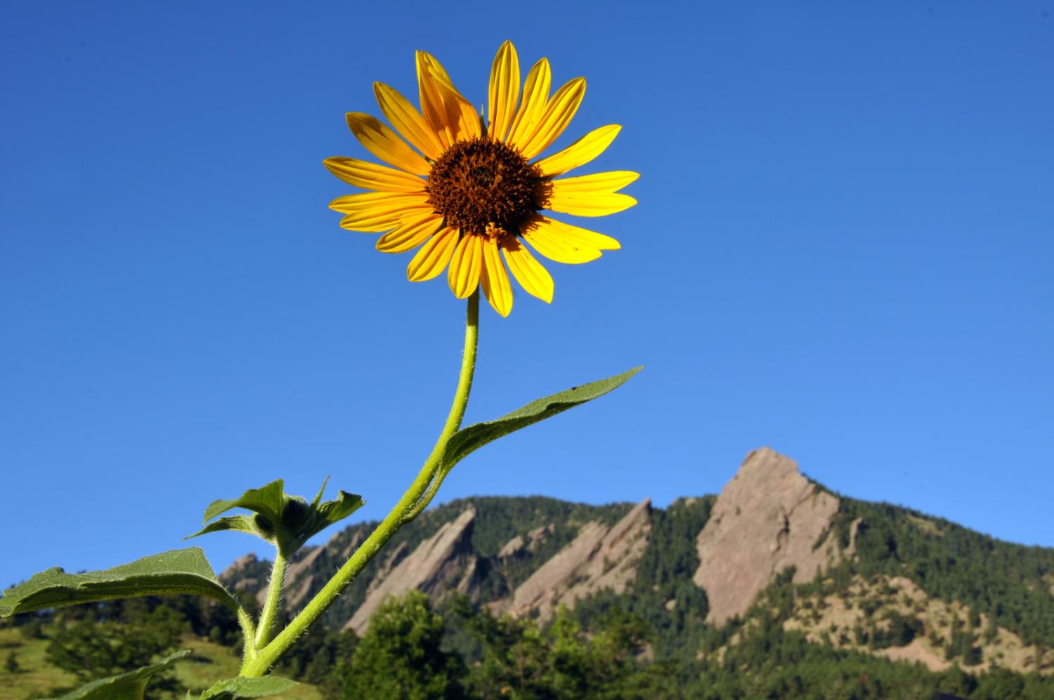 Flowers on backdrop of the Flatirons