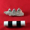 Probable coyote mandible fragment from the bottom of a midden (LC12 H-F4-s3). / Probable fragmento de mandíbula de coyote hallado en el fondo de un basurero (LC12 H-F4-s3).