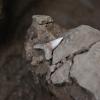 Probable coyote mandible fragment from the bottom of a midden (LC12 H-F4-s3). / Probable fragmento de mandíbula de coyote hallado en el fondo de un basurero (LC12 H-F4-s3).